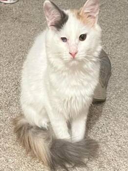 Rescue Domestic Medium Hair Cats for Adoption in Las Vegas, Nevada - VAALSERBERG | PetCurious