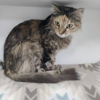 Domestic Medium Hair Cats Available for Adoption in Duncan, Oklahoma - Flower | PetCurious