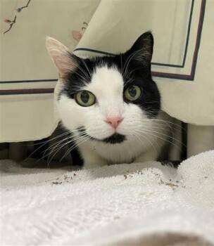 Ficelle Douce -  Domestic Short Hair Cat for Adoption in Montreal, Quebec - Ficelle Douce | PetCurious