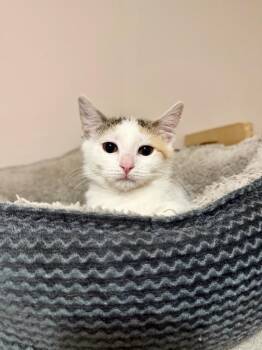 Domestic Medium Hair Cats Available for Adoption in Cloquet, Minnesota - Abby | PetCurious