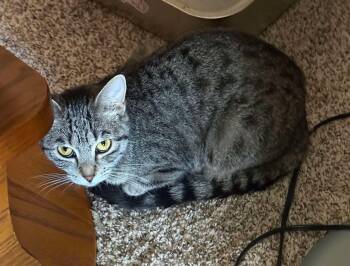 Rescue Domestic Short Hair Cats for Adoption in Grand Forks, North Dakota - NESSIE | PetCurious