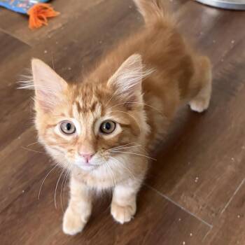 Frankie -  Domestic Short Hair Cat for Adoption in Los Angeles, California - Frankie | PetCurious
