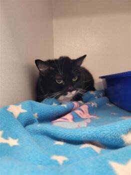 Rescue Domestic Short Hair Cats for Adoption in New Kensington, Pennsylvania - Snickers | PetCurious