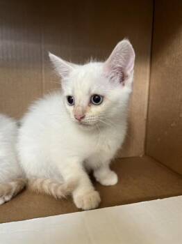 ELSA -  Siamese and Domestic Short Hair Cat for Adoption in Chula Vista, California - ELSA | PetCurious