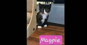 Domestic Short Hair Cats Available for Adoption in Chalfont, Pennsylvania - Magpie | PetCurious