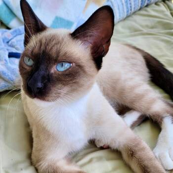 Newman -  Siamese Cat for Adoption in Gastonia, North Carolina - Newman | PetCurious
