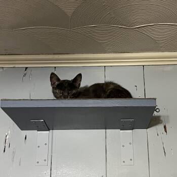 Jewel -  Domestic Short Hair Cat Available for Adoption in Mckinney, Texas - Jewel | PetCurious