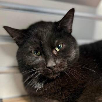 Mr. Beans -  Domestic Short Hair Cat for Adoption in New Philadelphia, Ohio - Mr. Beans | PetCurious