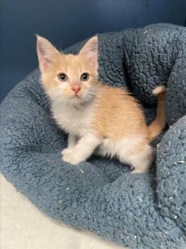 Domestic Short Hair Cats Available for Adoption in Tracy, California - ROMERO | PetCurious