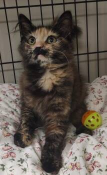 Mazda -  Domestic Long Hair Cat for Adoption in Saint Clairsville, Ohio - Mazda | PetCurious