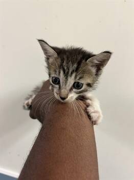 Domestic Short Hair Cats Available for Adoption in Doral, Florida - DONNA | PetCurious