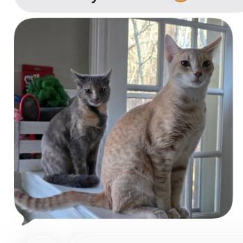 Ranger -  Tabby Cat for Adoption in Holly Springs, Georgia - Ranger | PetCurious
