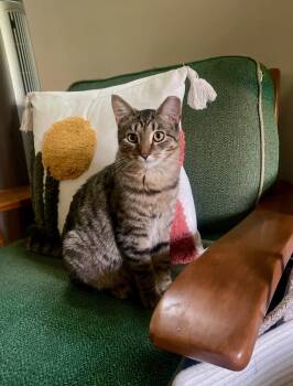 Rescue Tabby Cats for Adoption in Medford, Massachusetts - Leroy | PetCurious