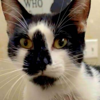 Rescue Domestic Short Hair Cats for Adoption in Sand Springs, Oklahoma - Fenix | PetCurious