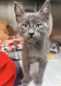Barry -  Domestic Short Hair Cat for Adoption in Novato, California - Barry | PetCurious