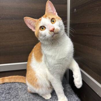 Rescue Domestic Short Hair Cats for Adoption in Warwick, Rhode Island - Subaru | PetCurious