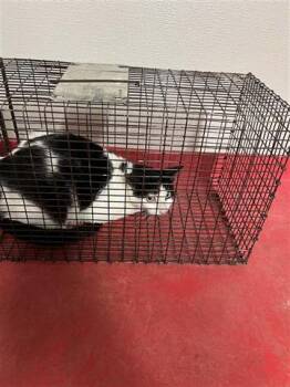 Domestic Short Hair Cats Available for Adoption in Houston, Texas - A655502 | PetCurious
