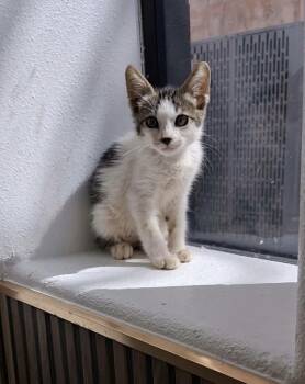 Blackey -  American Bobtail Cat for Adoption in Gainesville, Virginia - Blackey | PetCurious