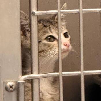 Scout -  American Shorthair Cat for Adoption in Evansville, Indiana - Scout | PetCurious