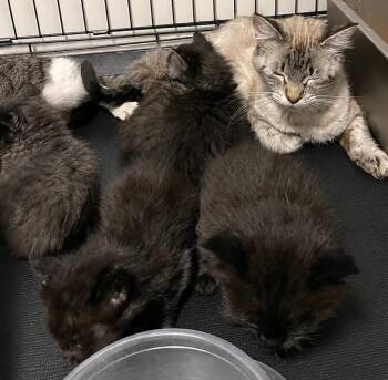 Spike -  Domestic Medium Hair Cat for Adoption in Dalton, Georgia - Spike | PetCurious
