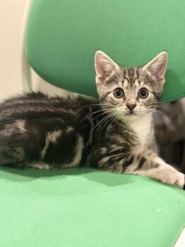 Torbin -  Domestic Short Hair and Tabby Cat for Adoption in Emerald Isle, North Carolina - Torbin | PetCurious