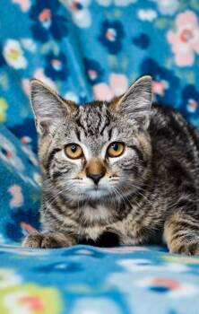 Domestic Short Hair Cats Available for Adoption in Yakima, Washington - Velvet | PetCurious