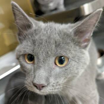 Pete -  Domestic Short Hair Cat for Adoption in Huntsville, Arkansas - Pete | PetCurious