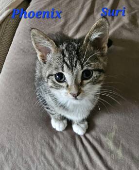 Phoenix -  Domestic Short Hair Cat for Adoption in Kitchener, Ontario - Phoenix | PetCurious