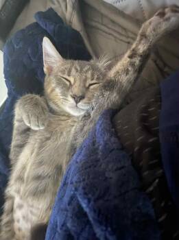Rescue Domestic Short Hair Cats for Adoption in Richmond, Kentucky - Cindy Moon | PetCurious