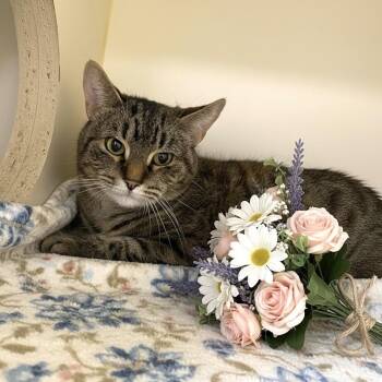 Domestic Short Hair Cats Available for Adoption - Abbey  | PetCurious