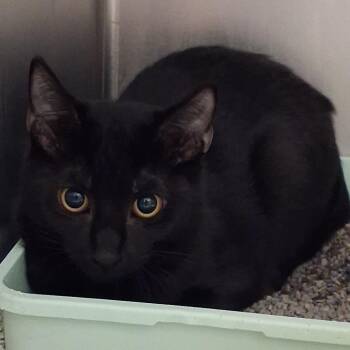Beetee -  Domestic Short Hair Cat for Adoption in Auburn, Alabama - Beetee | PetCurious