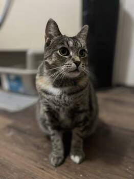 Rescue Domestic Short Hair Cats for Adoption in Spencerville, Ontario - Arya | PetCurious