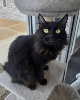 Domestic Long Hair Cats Available for Adoption in Wellington, Kansas - Purrsephone | PetCurious