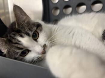 Gretta -  Domestic Short Hair Cat for Adoption in Lafayette, Indiana - Gretta | PetCurious