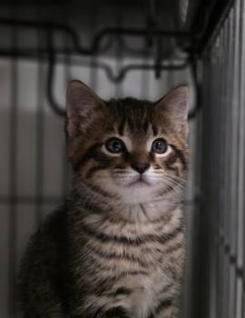 Kernstock -  Domestic Short Hair Cat Available for Adoption in Saginaw, Michigan - Kernstock | PetCurious