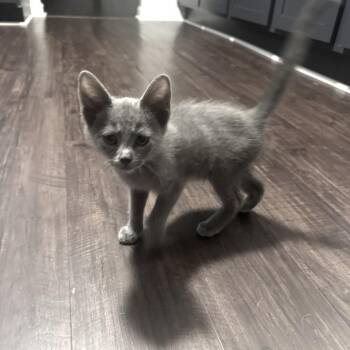 Night Whisper -  Domestic Short Hair Cat for Adoption in Fredericksburg, Virginia - Night Whisper | PetCurious