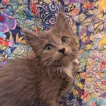 Arnie -  Domestic Long Hair Cat for Adoption in Lauderdale, Minnesota - Arnie | PetCurious