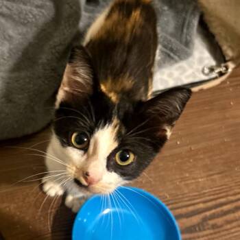 Kourtney -  Domestic Short Hair Cat for Adoption in League City, Texas - Kourtney | PetCurious