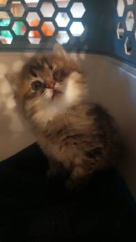 Rescue Domestic Long Hair Cats for Adoption in Wasilla, Alaska - Pairie | PetCurious