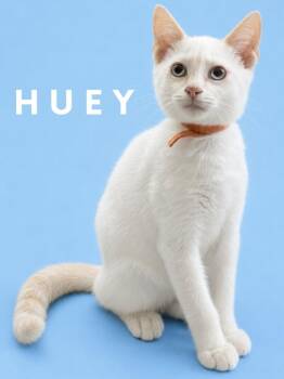 Huey (Courtesy Post) -  Siamese Cat for Adoption in Rutherfordton, North Carolina - Huey (Courtesy Post) | PetCurious
