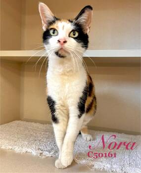 Rescue Domestic Short Hair Cats for Adoption in Clarksville, Tennessee - Callie | PetCurious