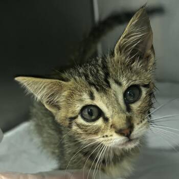 Shoko -  Domestic Short Hair Cat for Adoption in Chattanooga, Tennessee - Shoko | PetCurious