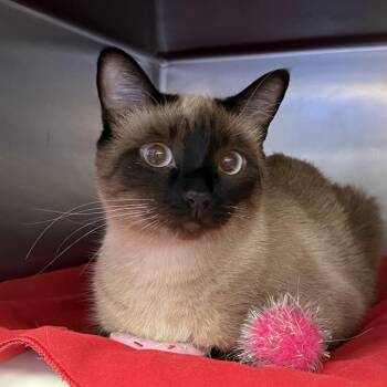 MOLLY -  Domestic Short Hair Cat for Adoption in Las Vegas, Nevada - MOLLY | PetCurious