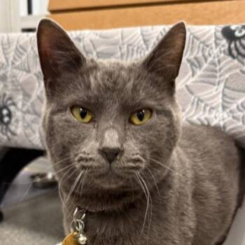 Domestic Short Hair Cats Available for Adoption - Wraith | PetCurious