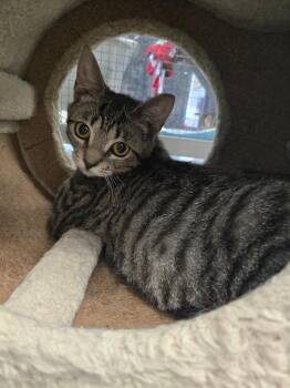 Domestic Short Hair Cats Available for Adoption in Angola, Indiana - Logan | PetCurious