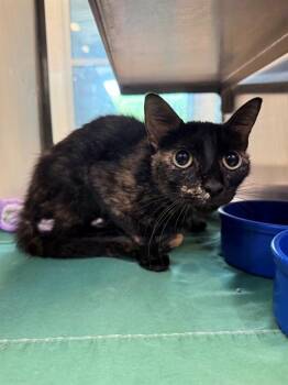 DEMI -  Domestic Short Hair Cat for Adoption in Baytown, Texas - DEMI | PetCurious