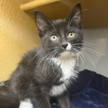 Michael -  Domestic Short Hair Cat for Adoption in Chicago, Illinois - Michael | PetCurious