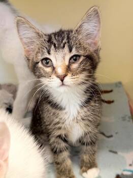 Secret Service -  Domestic Short Hair Cat for Adoption in Menomonie, Wisconsin - Secret Service | PetCurious