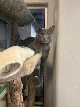 Rescue Russian Blue Cats for Adoption in Las Vegas, Nevada - PAPA | PetCurious
