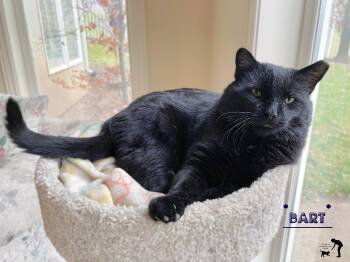Domestic Short Hair Cats Available for Adoption - Bart | PetCurious